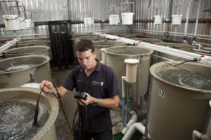 poultry protein concentrate