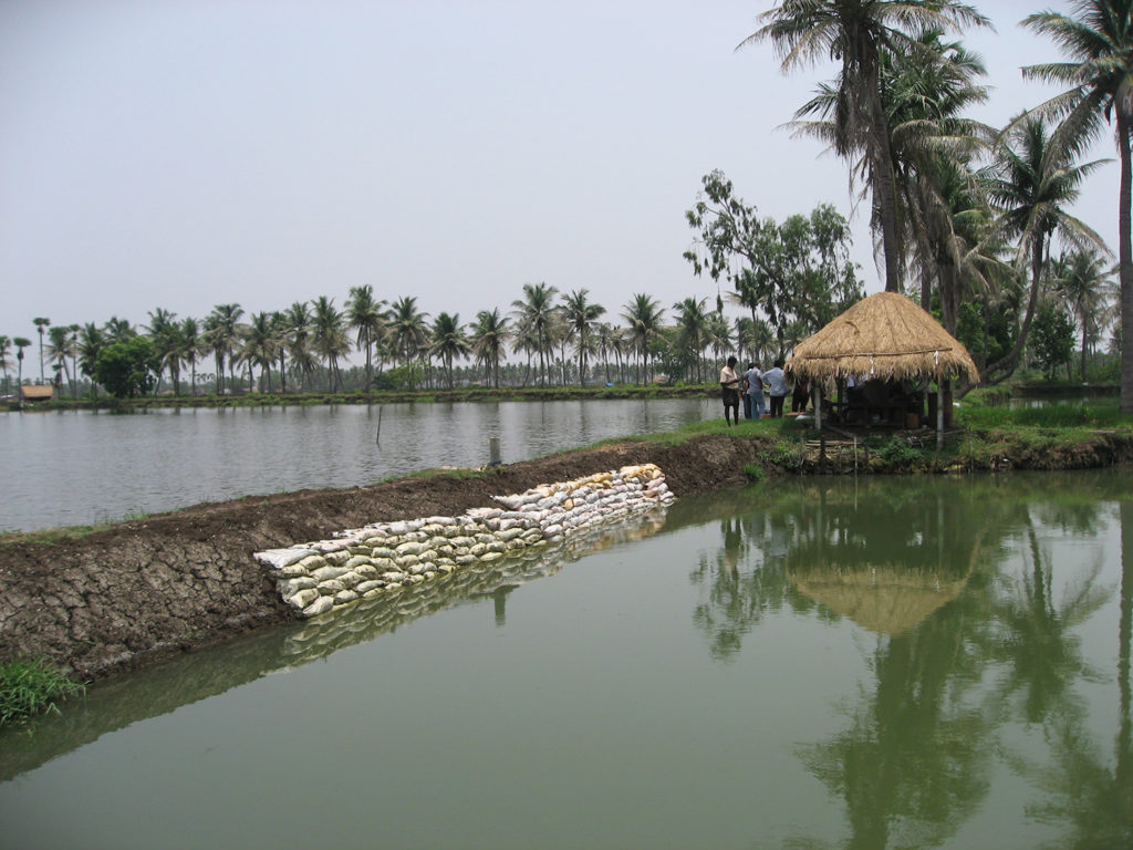 Article image for The fish farming industry of India