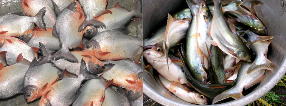 The fish farming industry of India - Responsible Seafood Advocate