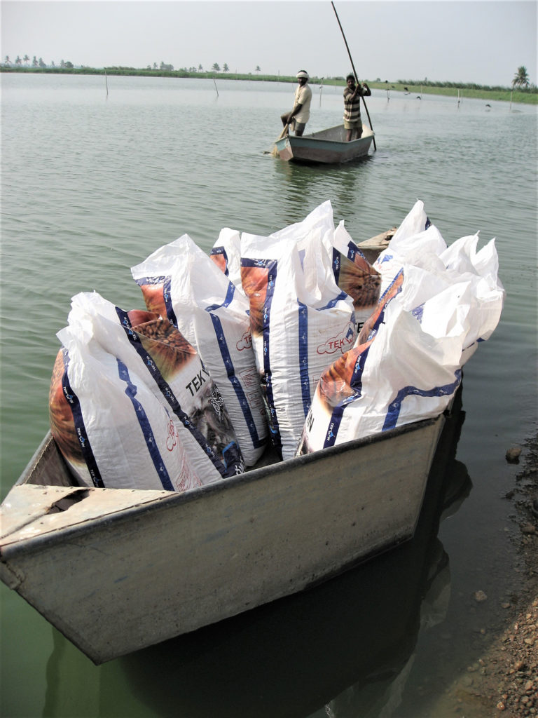 Article image for La industria de cultivo de peces de la India