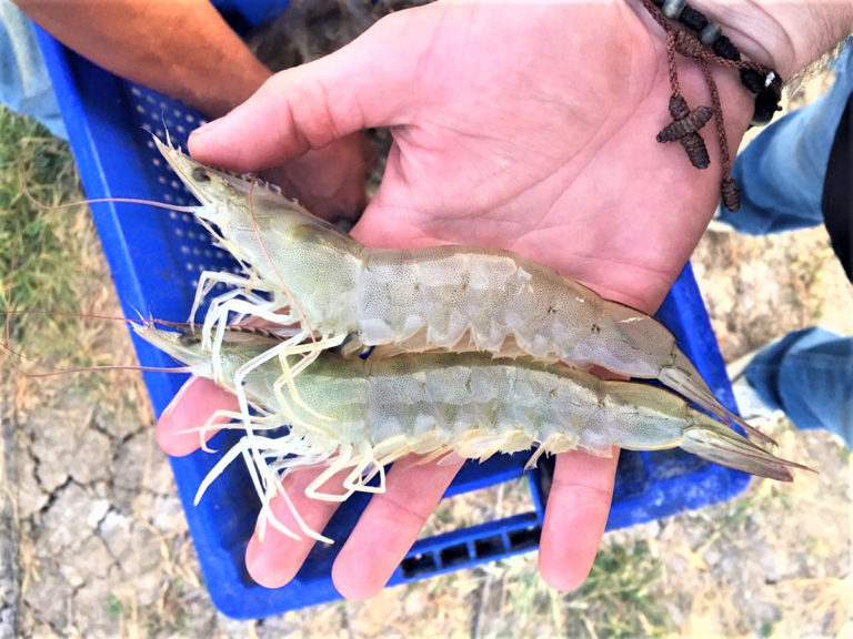 Article image for GOAL 2019: Global shrimp production review