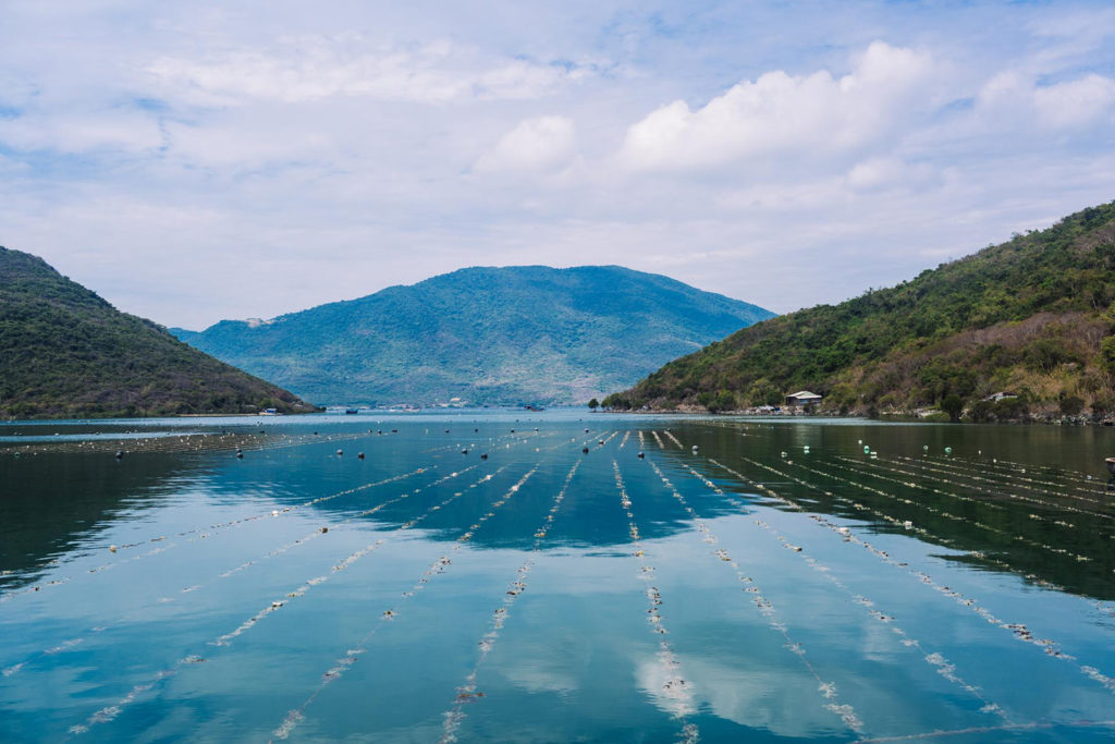 Article image for Beefing up seaweed production to green up beef