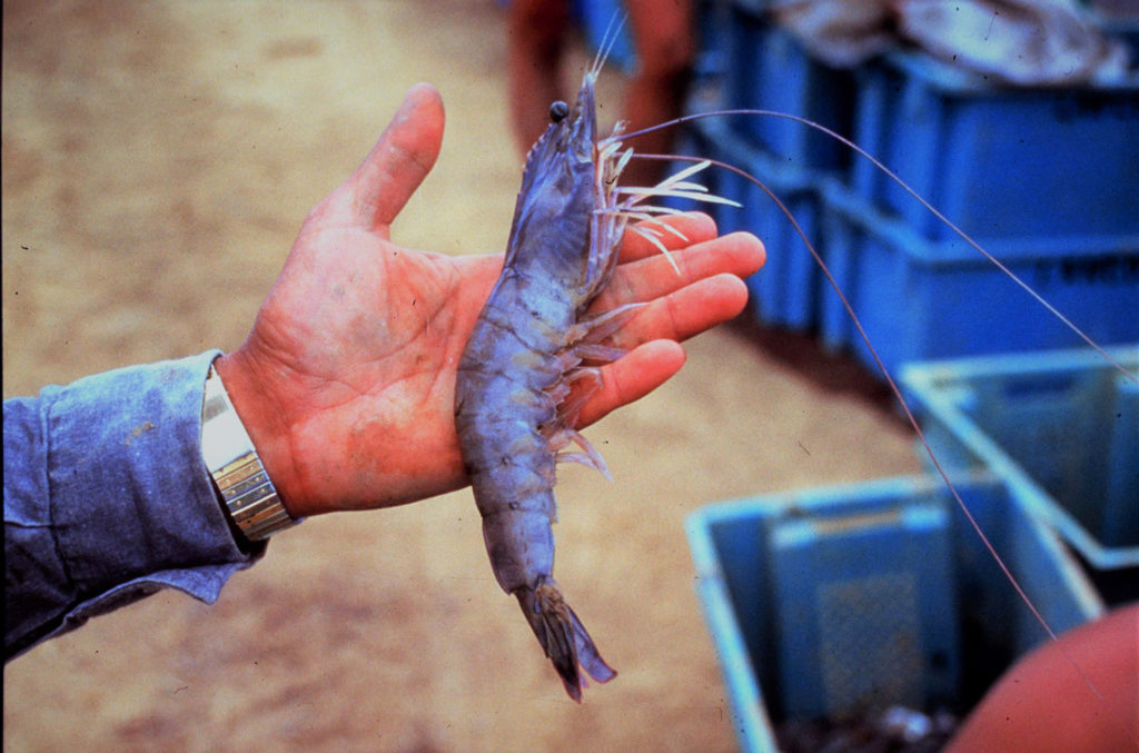 Article image for Caracterización de comunidades bacterianas en el agua, intestino del camarón azul del Pacífico