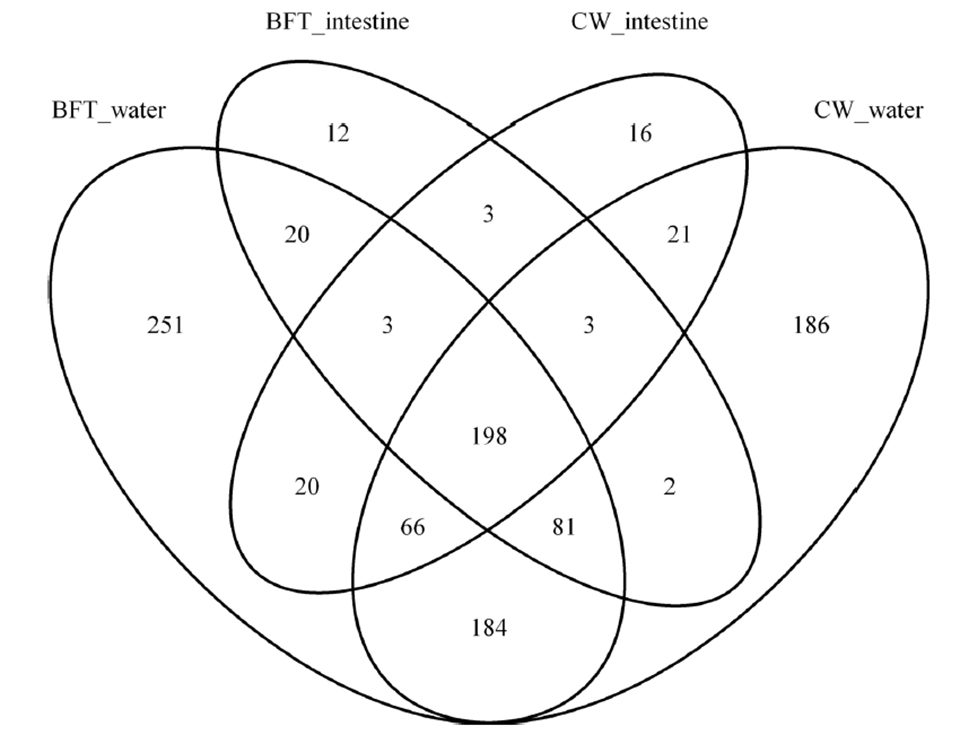 Fig. 3: Venn diagram showing the unique and shared OTUs (3 percent of distance level) in the different libraries: BFT and CW intestines, BFT and CW water.