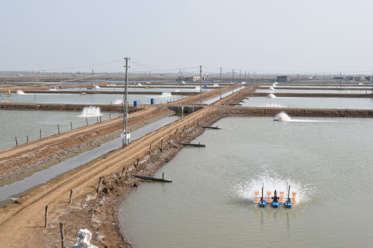 Article image for Can India sustain its farmed shrimp boom?