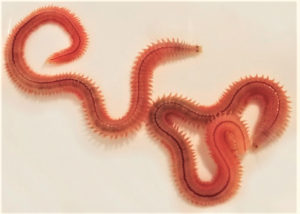 polychaetes