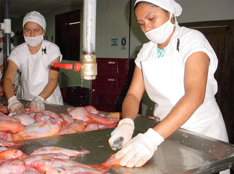 Article image for Evaluating tilapia processing silage in Pacific white shrimp diets