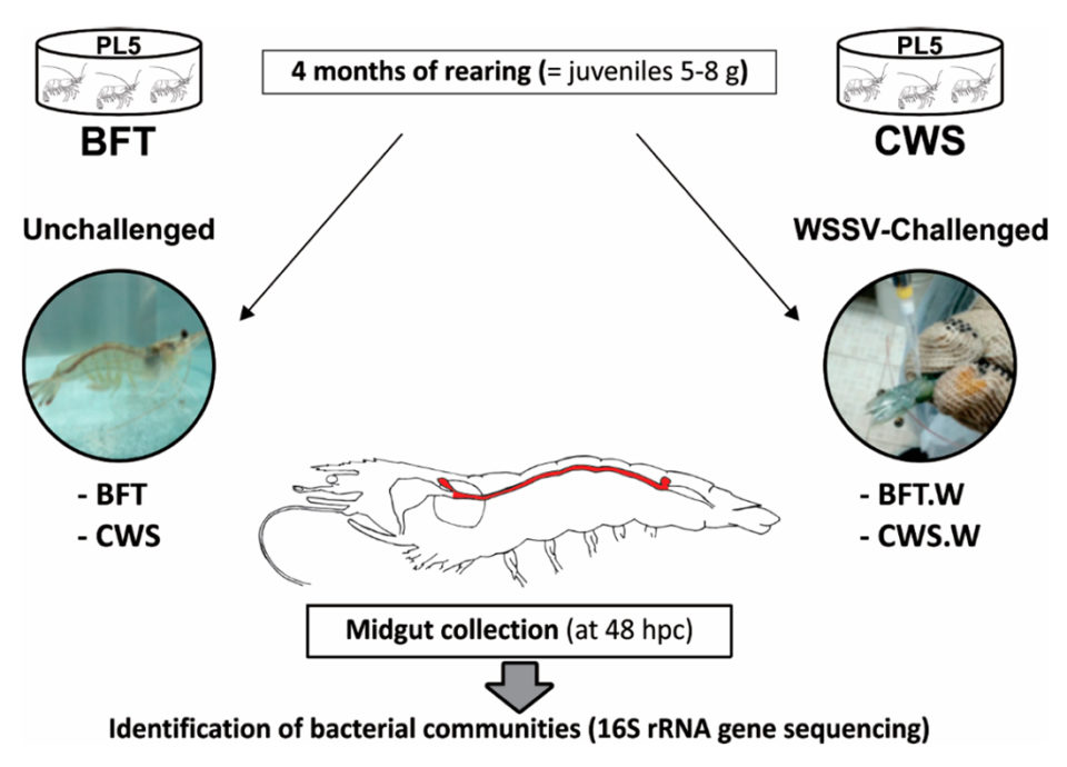 Fig. 1: Los camarones se cultivaron desde PL5 durante cuatro meses en dos sistemas de cultivo, tecnología de biofloc (BFT; 4 tanques) y sistema de agua de mar transparente (CWS; 4 tanques), a una densidad de población inicial de 300 y 20 animales por metro cúbico, respectivamente. Los camarones juveniles sin virus del síndrome de la mancha blanca (WSSV) cultivados (5 a 8 gramos) de cada tratamiento (n = 80) se expusieron individualmente con WSSV por vía oral (5 × 106 copias virales del genoma). A las 48 horas posteriores al desafío (hpc), los intestinos medios de los camarones no desafiados (BFT y CWS) y desafiados por el WSSV (BFT.W y CWS.W) (n = 40 / tratamiento) se recolectaron y procesaron para la secuenciación del gen de ARN 16S.