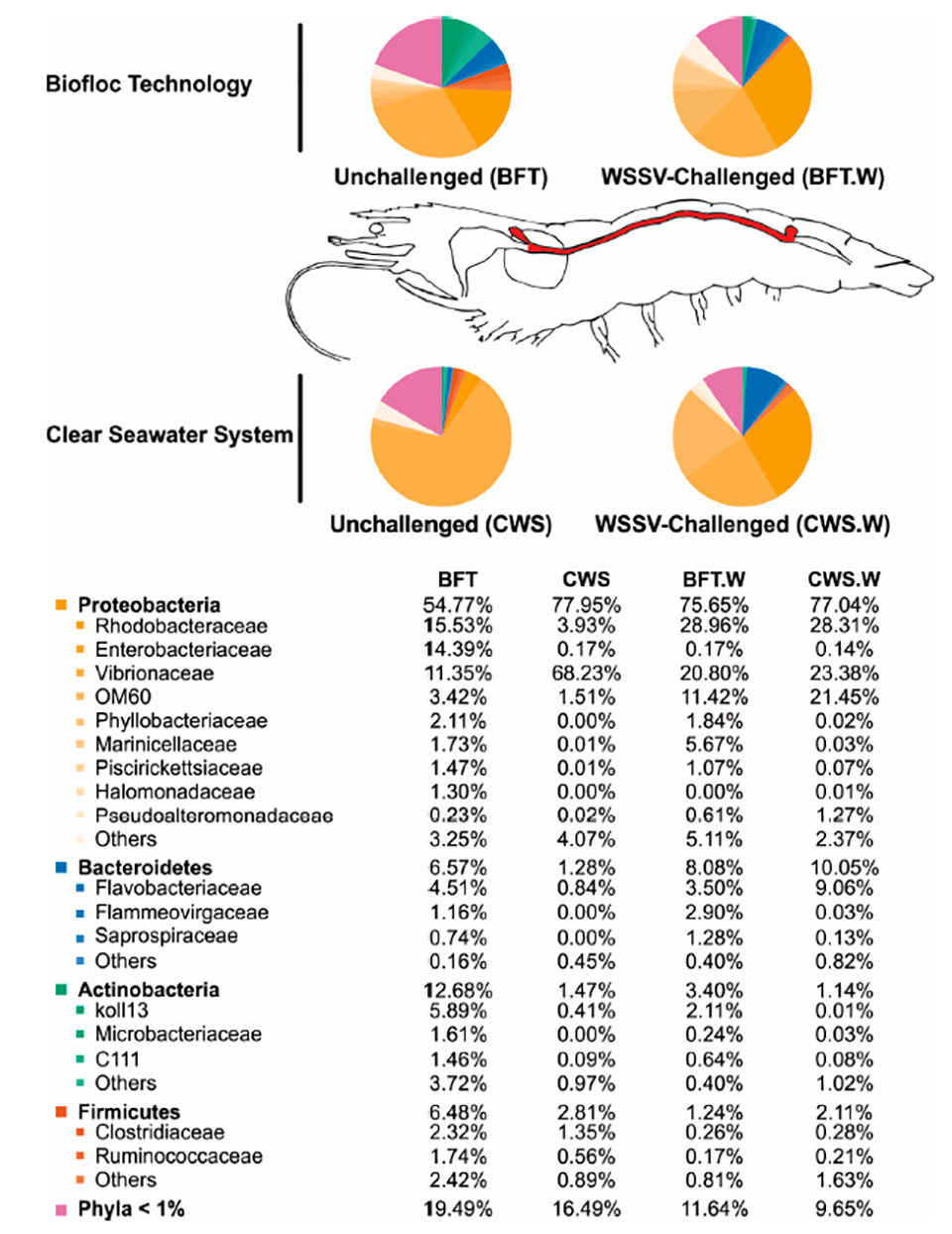 Fig. 3: Abundancia relativa de los filamentos bacterianos más prevalentes y las familias identificadas en el intestino medio de L. vannamei (resaltado en rojo en la imagen no a escala) criados en biofloc (BFT) y agua de mar clara (CWS), y a las 48 horas después de un desafío oral con el virus del síndrome de la mancha blanca (BFT.W y CWS.W).