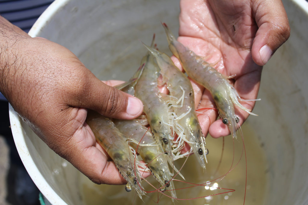 Article image for Intestinal bacteriome of Pacific white shrimp in biofloc, clear water systems