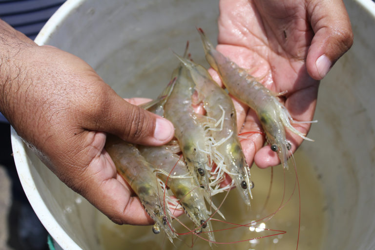 Article image for Intestinal bacteriome of Pacific white shrimp in biofloc, clear water systems