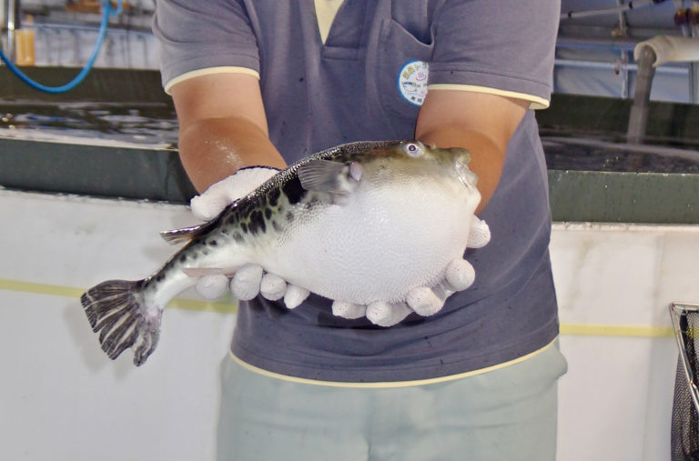 Article image for En Japón, los peces globo tigre se encuentran en agua caliente