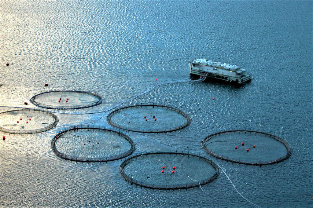 Article image for Precision fish farming: A new framework to improve aquaculture, Part 2