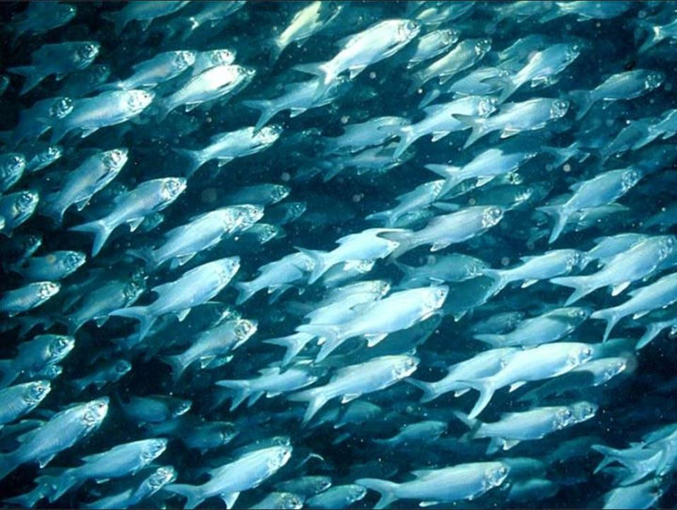 Article image for Precision fish farming: A new framework to improve aquaculture, Part 1