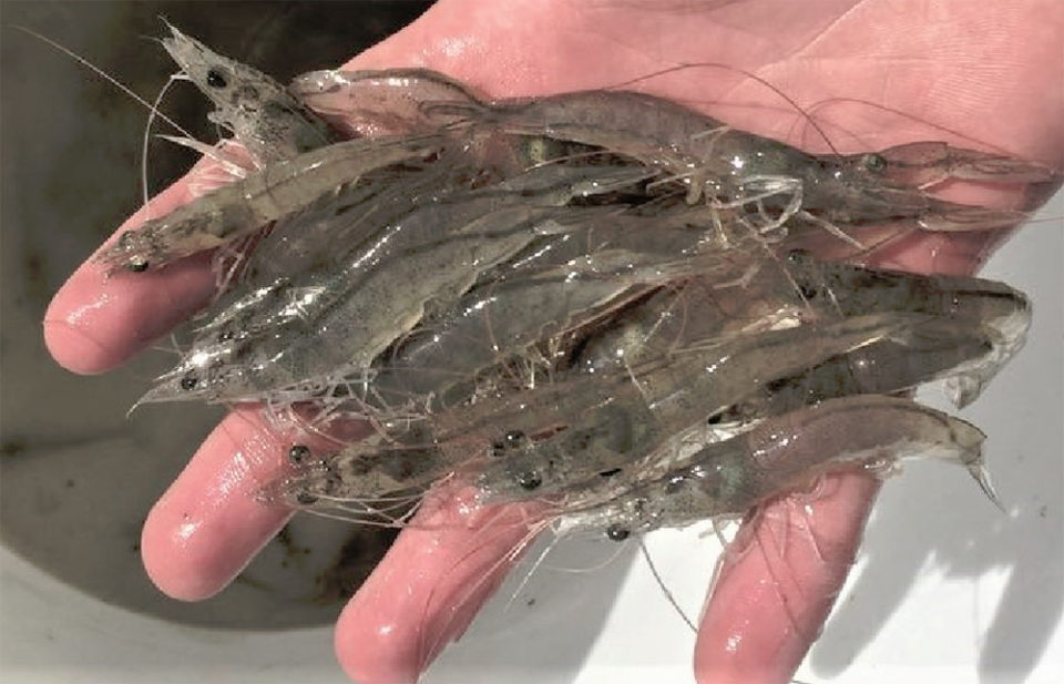 Estimating heritability of ammonia tolerance in Pacific white shrimp