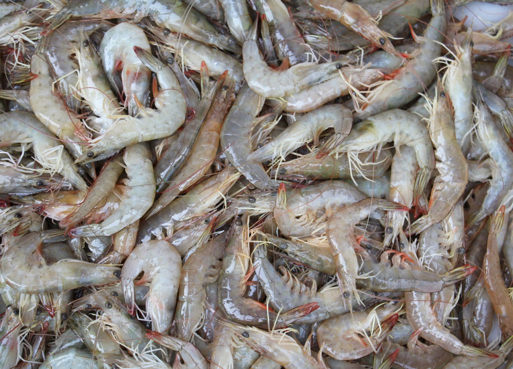 Article image for Why are antibiotic residues in farmed shrimp a big deal?