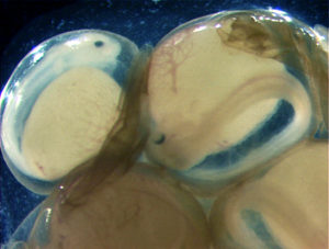 Hydrogen peroxide treatments improve catfish embryo survival