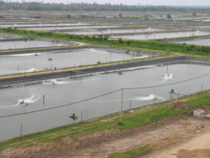 Energy use in aquaculture pond aeration, Part 1