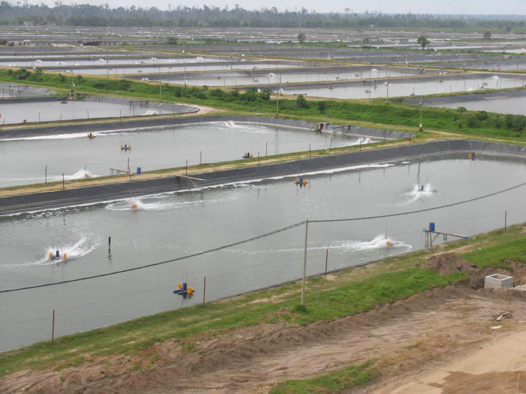 Article image for Energy use in aquaculture pond aeration, Part 1