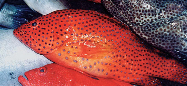 Article image for AHA says: Eat seafood twice a week