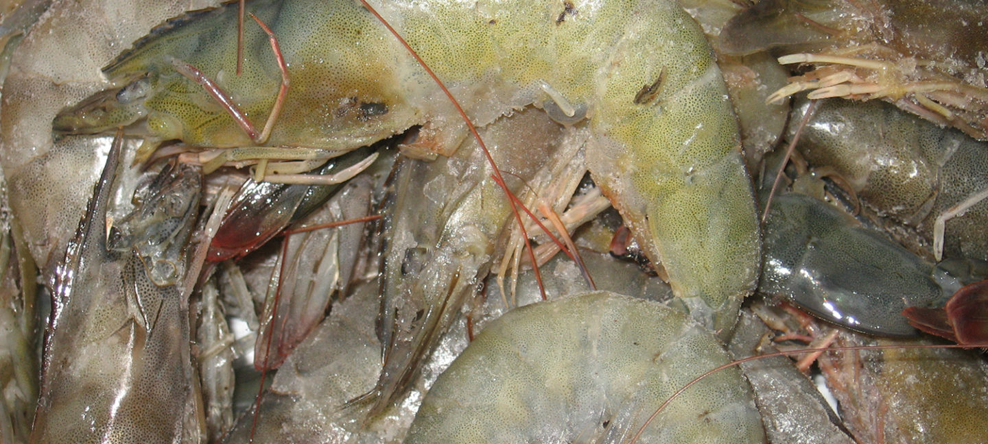 congelación-descongelación