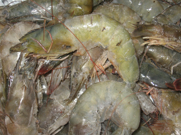 Article image for Effect of freeze-thaw cycles on quality of Pacific white shrimp