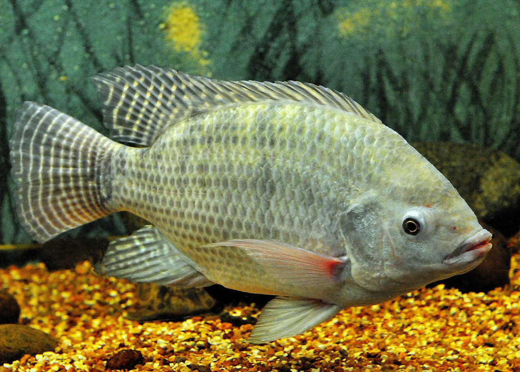 Article image for Assessing tilapia flour as an ingredient in bread