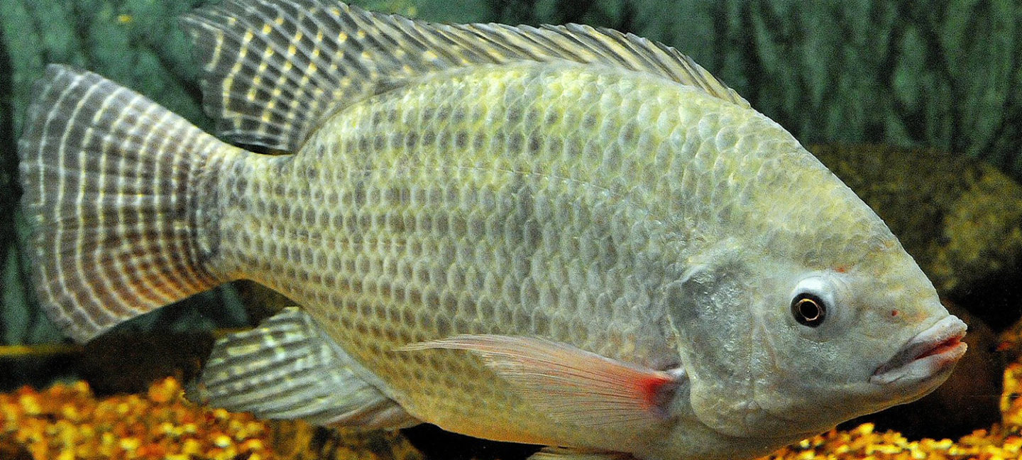 harina de tilapia
