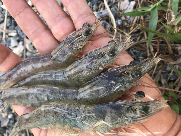 Article image for Culture of Pacific white shrimp juveniles in super-intensive conditions