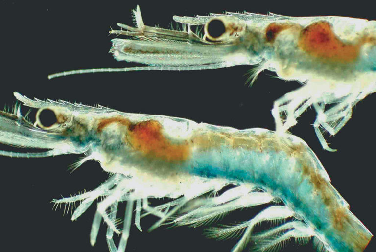 Article image for Shrimp postlarvae diets: New technology for flake manufacturing