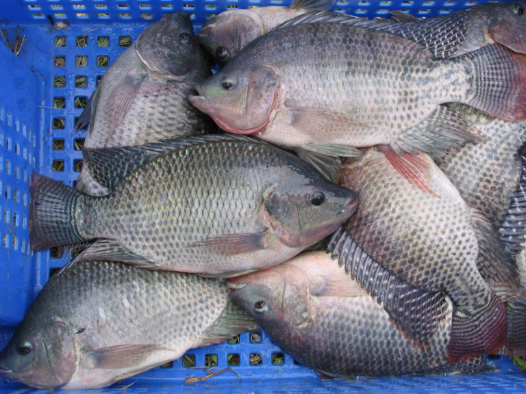 Article image for Effect of dietary salt on Nile tilapia