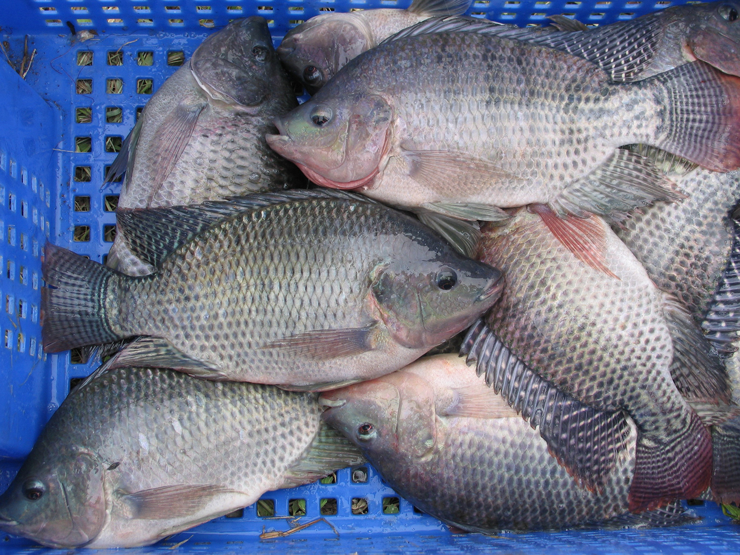 Effect of dietary salt on Nile tilapia - Responsible Seafood Advocate