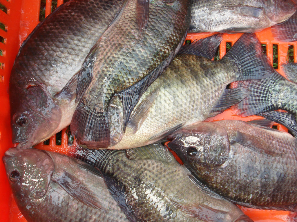 Article image for Characterizing the microbial community of farmed Nile tilapia in Colombia