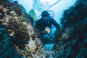 Abalone being harvested by a diver off the coast of Western Australia.