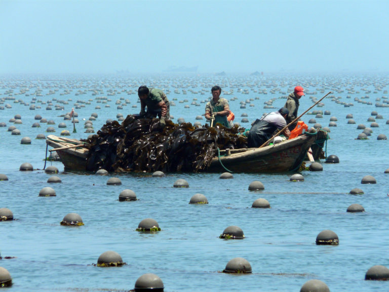 Featured image for Responsible Consumption and Production of Farmed Seafood