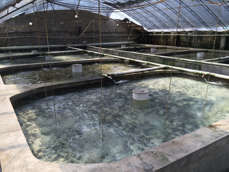 Article image for Waste in aquaculture, Part 2