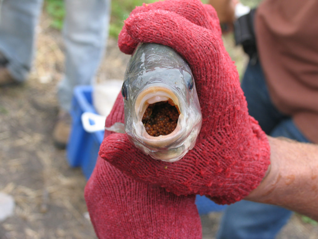 Article image for Transmisión experimental del Virus de la Tilapia de Lago en reproductores