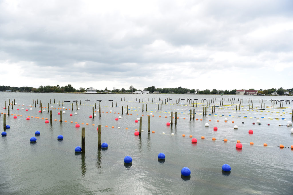 Article image for ¿Pueden los productores de mariscos aprovecharse del intercambio de nutrientes?