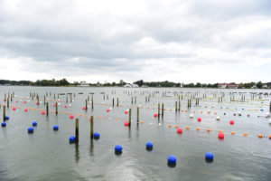 intercambio de nutrientes