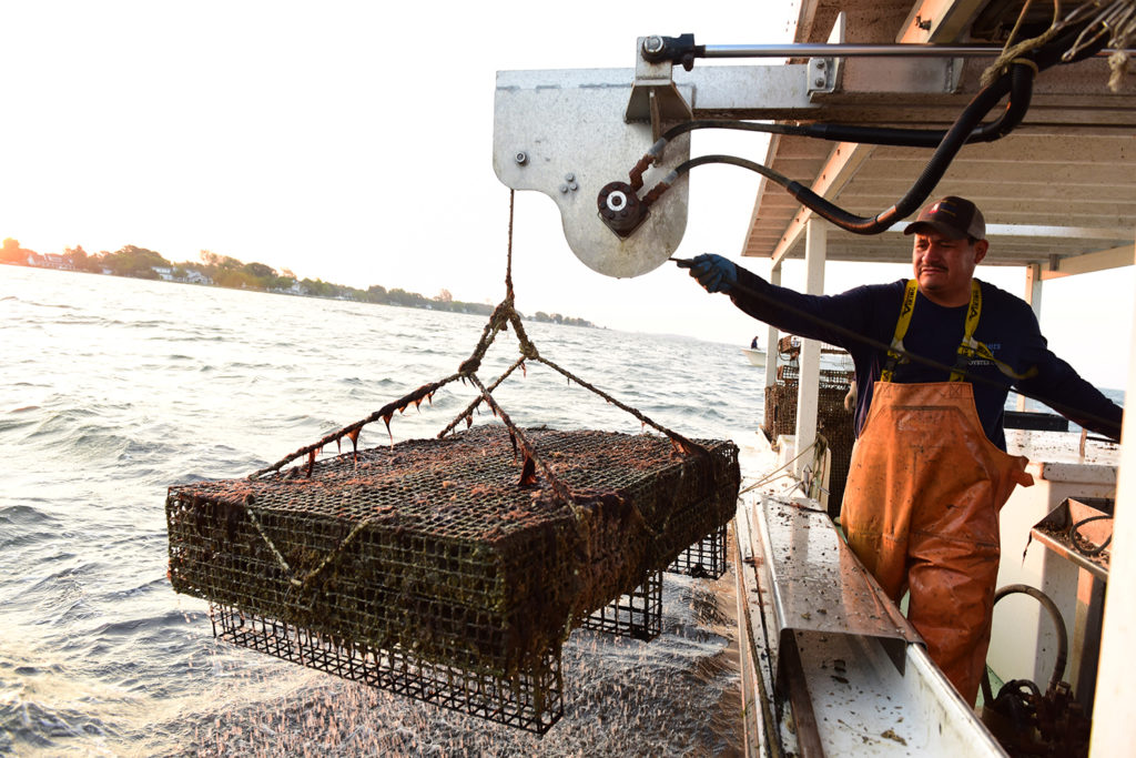 Article image for Can shellfish growers cash in with nutrient trading?