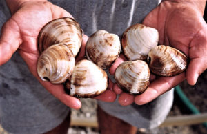 probiotics in shellfish