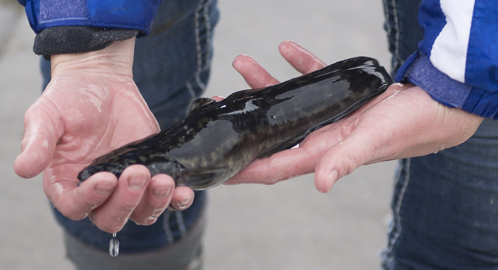 Article image for Burbot conservation effort spawns commercial aspirations