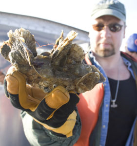 Oyster farm water quality and hydrodynamics in Chesapeake Bay