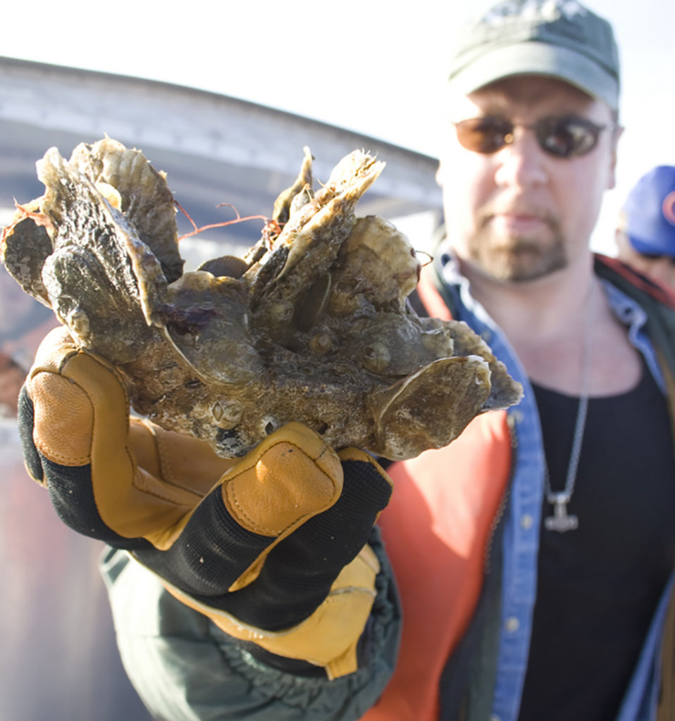 Article image for Oyster farm water quality and hydrodynamics in Chesapeake Bay