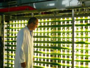 Making algae can get expensive. Innovations aim to bring costs down.