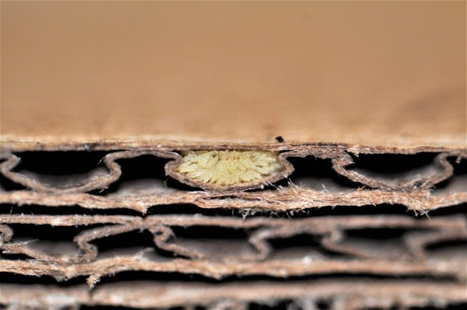 black soldier fly larvae eggs