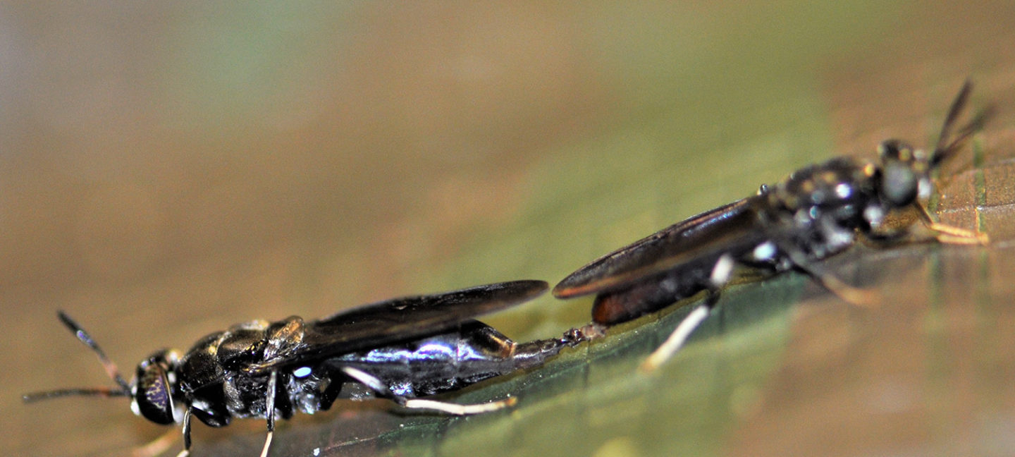 black soldier fly larvae