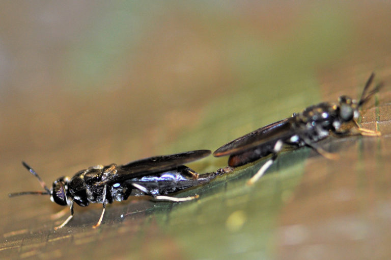 Article image for Black soldier fly larval production in a stacked production system