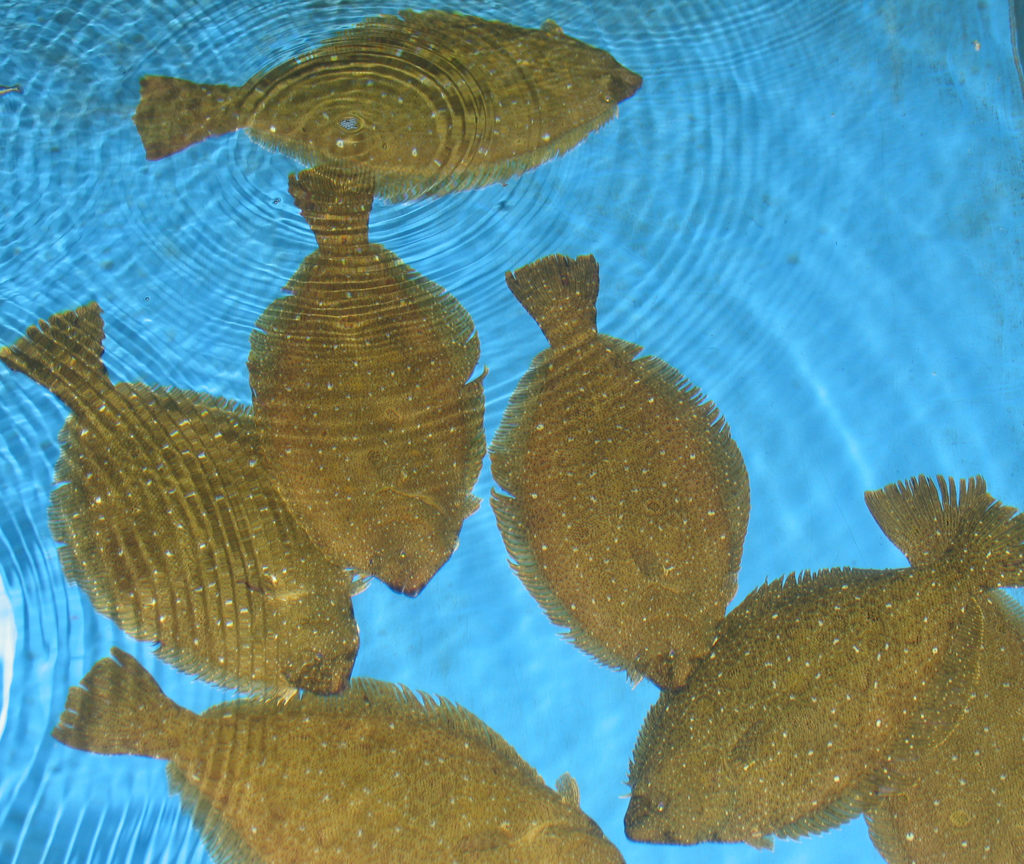 Article image for Dietary effect of low-fishmeal diets on gut microbiota in olive flounder