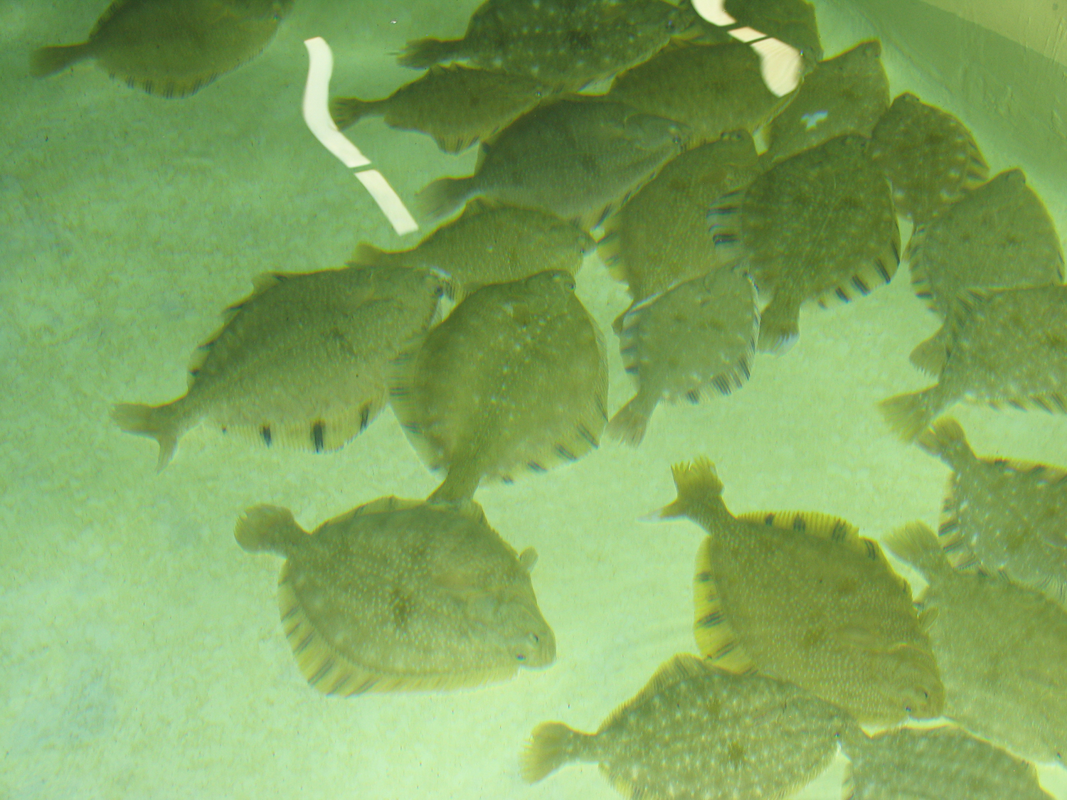 Dietary effect of lowfishmeal diets on gut microbiota in olive